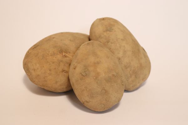 Kartoffeln, mehligkochend (Fontane)